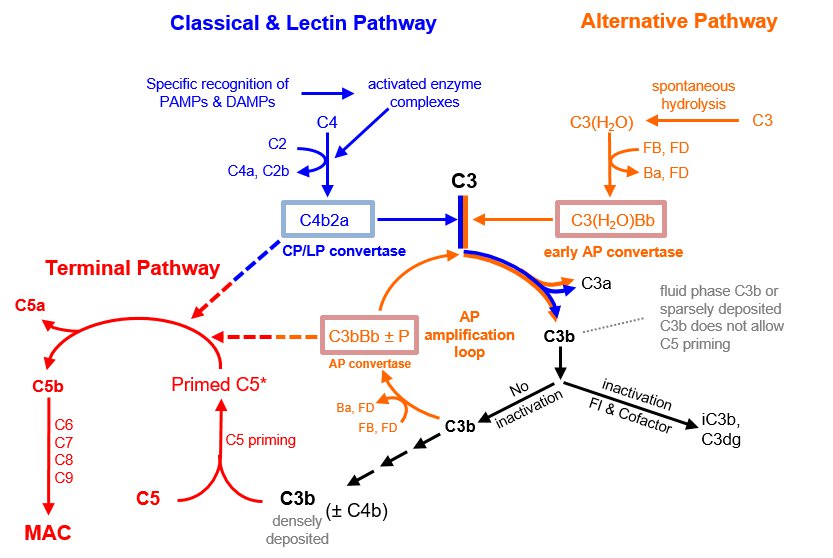 Complement cascade